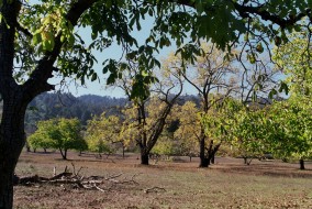Portola Valley - trees